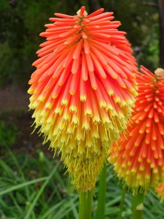 Rooperi Red Hot Poker