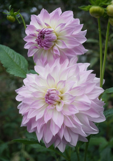 Dahlia- Anne's Delight (Tuber)