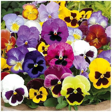 Pansy- Swiss Giants Velvet Mix