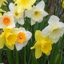 Mixed Daffodil Super Sak Seeds