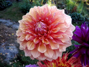 Dahlia- Cyma Warrior (Tuber)