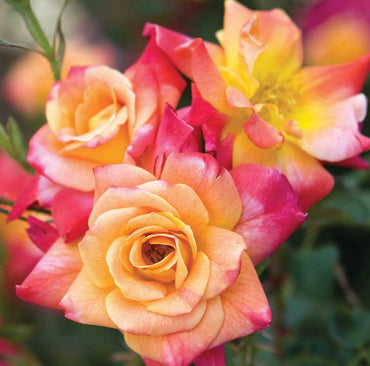 Joseph's Coat Climbing Rose