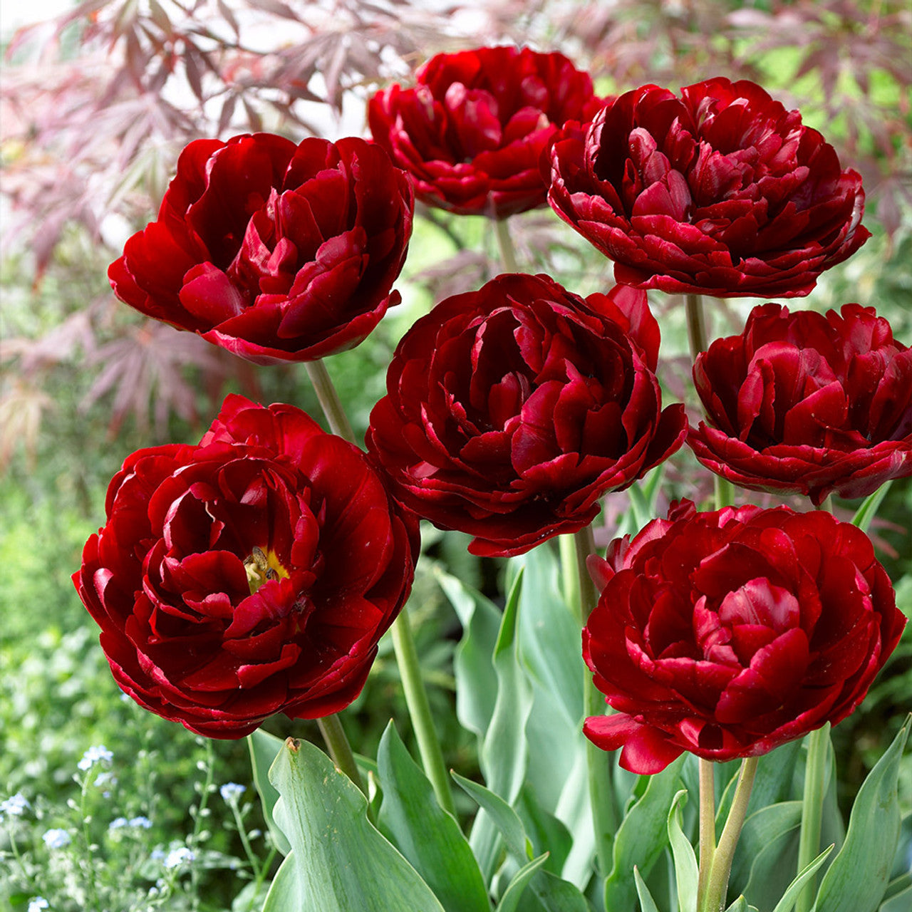 Ruby Velvet Tulip Seeds