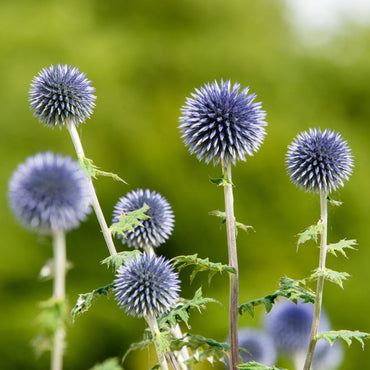Echinops Ritro- Violet
