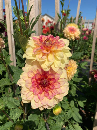 Dahlia- Christie Marble (Tuber)