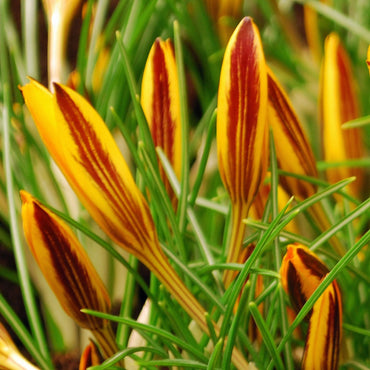 Crocus- Cloth of Gold