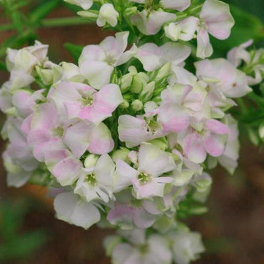 Crème de la Crème Phlox