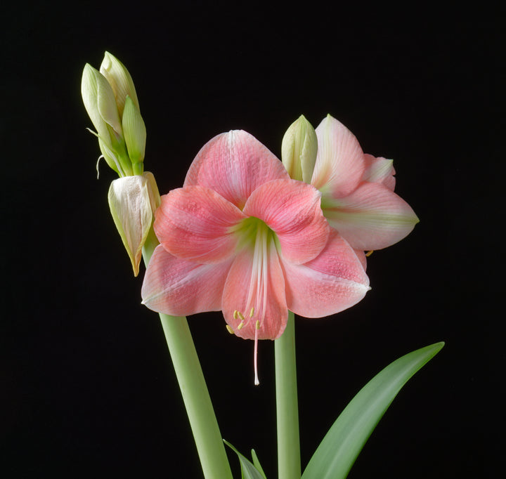 Hippeastrum Flower Seeds – Heirloom Non-GMO Amaryllis Seeds for Elegant and Colorful Gardens