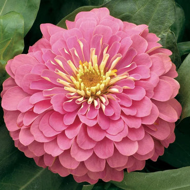 Heirloom Pastel Mix Zinnia Flower Seeds for Planting – Bright, Vibrant Blooms for Your Garden
