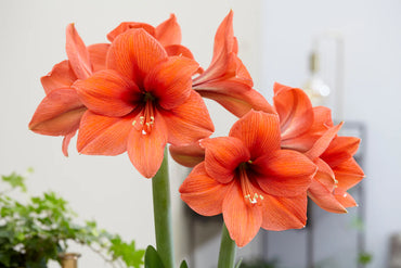 Desire Amaryllis Seeds