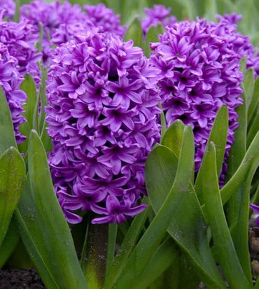 Organic Violet Hyacinth Flower Seeds for Planting – Heirloom, Non-GMO