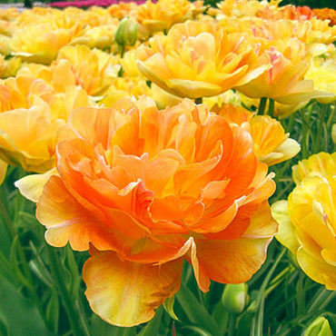 Charming Beauty Tulip Seeds