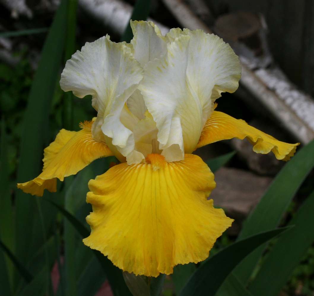 Neutron Dance Bearded Iris