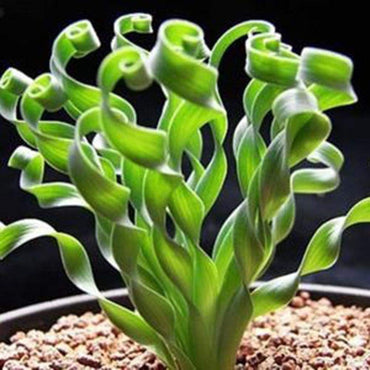 Heirloom Non-GMO Tortilis Spiral Plant Seeds for Unique Ornamental Garden Planting