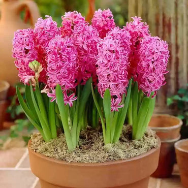 Heirloom Non-GMO Hyacinth Flower Seeds for Planting – Fragrant Spring Blooms