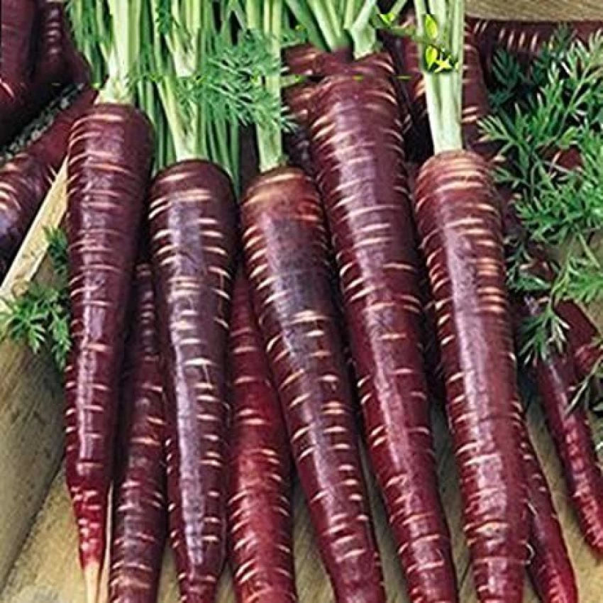 Carrot Black Wonder Vegetable Seeds