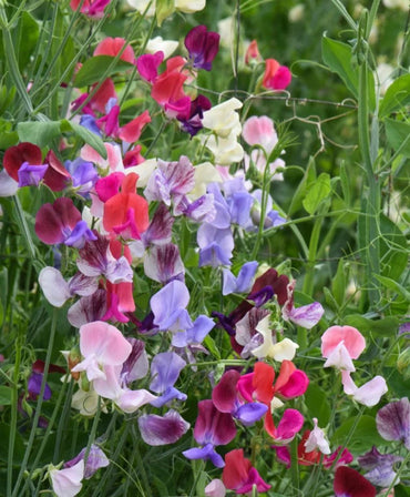 Heirloom Non-GMO Sweet Pea Knee Flower Seeds for Planting – Fragrant Climbing Blooms