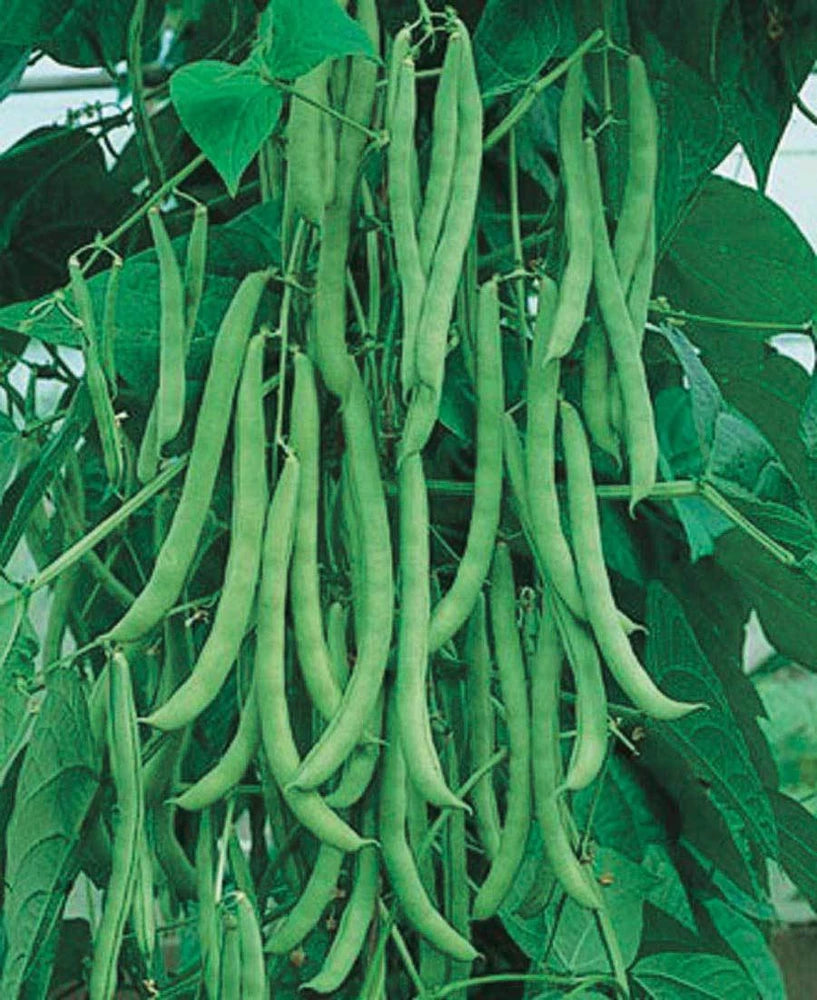 Missouri Wonder Pole Bean Seeds – Climbing Green Beans, Heirloom, Non-GMO