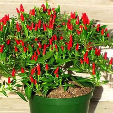 Chilli Hybrid Vasudha Vegetable Seeds