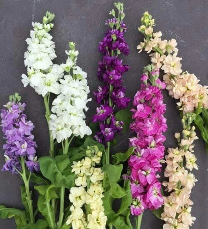 Matthiola Flower Seeds 100 for Planting 100