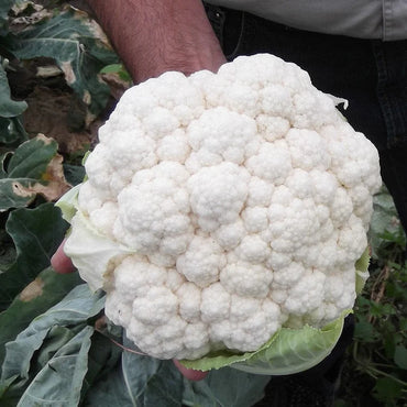 Cauliflower Seeds