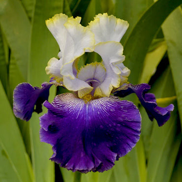 Slovak Prince Bearded Iris Seeds