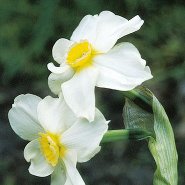 Daffodil Cool Flame White Yellow Bulbs