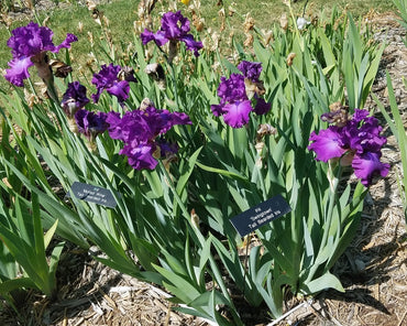 Swingtown Bearded Iris Seeds