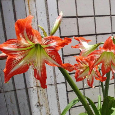 2019 Real Top Fashion Outdoor Plants Seeds Gorgeous Color Flower