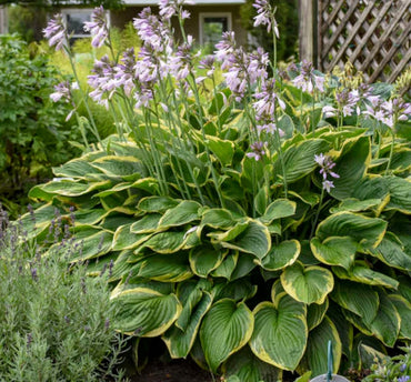 Purple Sensation Hosta