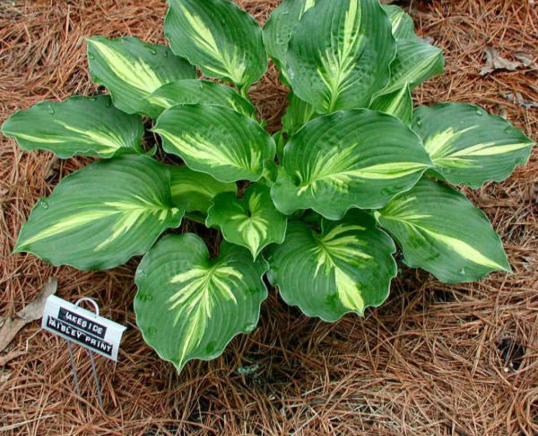 Lakeside Paisley Print Hosta