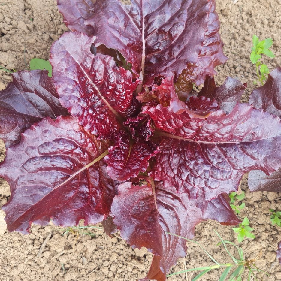 Outredgeous – Organic Lettuce Seed