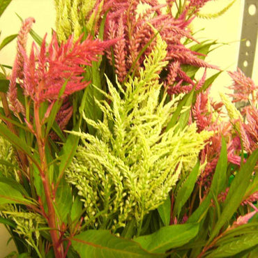 Celosia- Pampas Plume