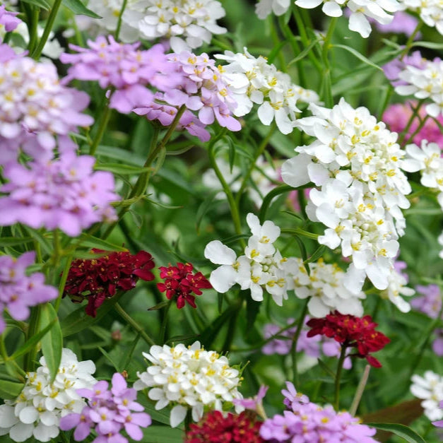 Heirloom Mixed Candytuft Flower Seeds, Non-GMO Colorful Blooms for Planting