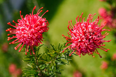 Heirloom Non-GMO Grevillea Flower Seeds for Planting – Drought-Tolerant Ornamental Blooms