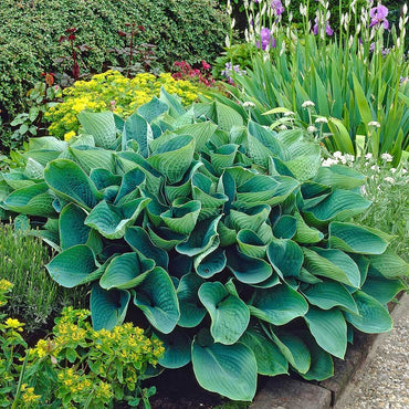 Elegans Hosta