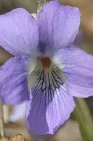 Heirloom Non-GMO Prairie Viola Flower Seeds for Planting – Wildflower Blooming Flower Seeds