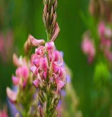 Sainfoin Flower Seeds for Planting - 100 pcs