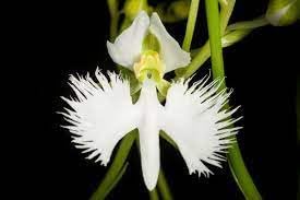 Heirloom Non-GMO Heron Orchid Flower Seeds for Exotic Garden Accents and Elegant Planting
