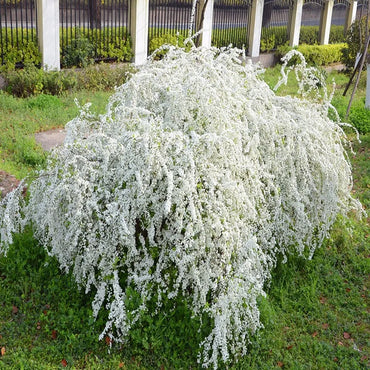 Forsythia Snow Willow-Snowflake Seeds