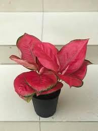 Aglaonema Plant Seeds for Planting 100 -Hierloom Flower Seeds