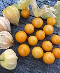 Mexican Strain Tomatilla Seeds for Planting - 100 pcs