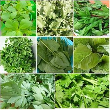 Leafy Vegetable Seeds for Planting, 100 pcs