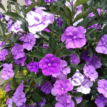 Brunfelsia Flower Seeds for Planting – Fragrant Blooms, Heirloom, Non-GMO Seeds
