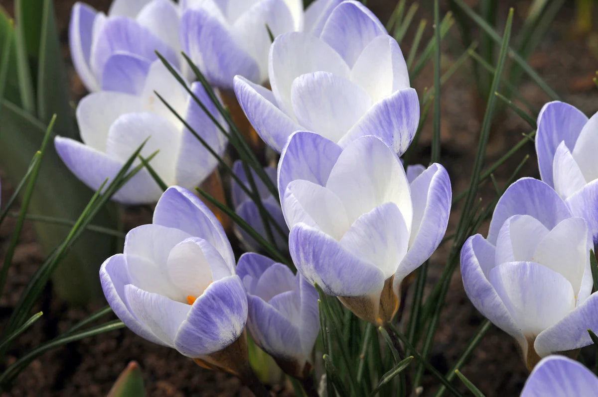 Blue Pearl Snow Crocus Seeds
