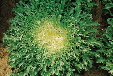 Rhodos – Endive Seed