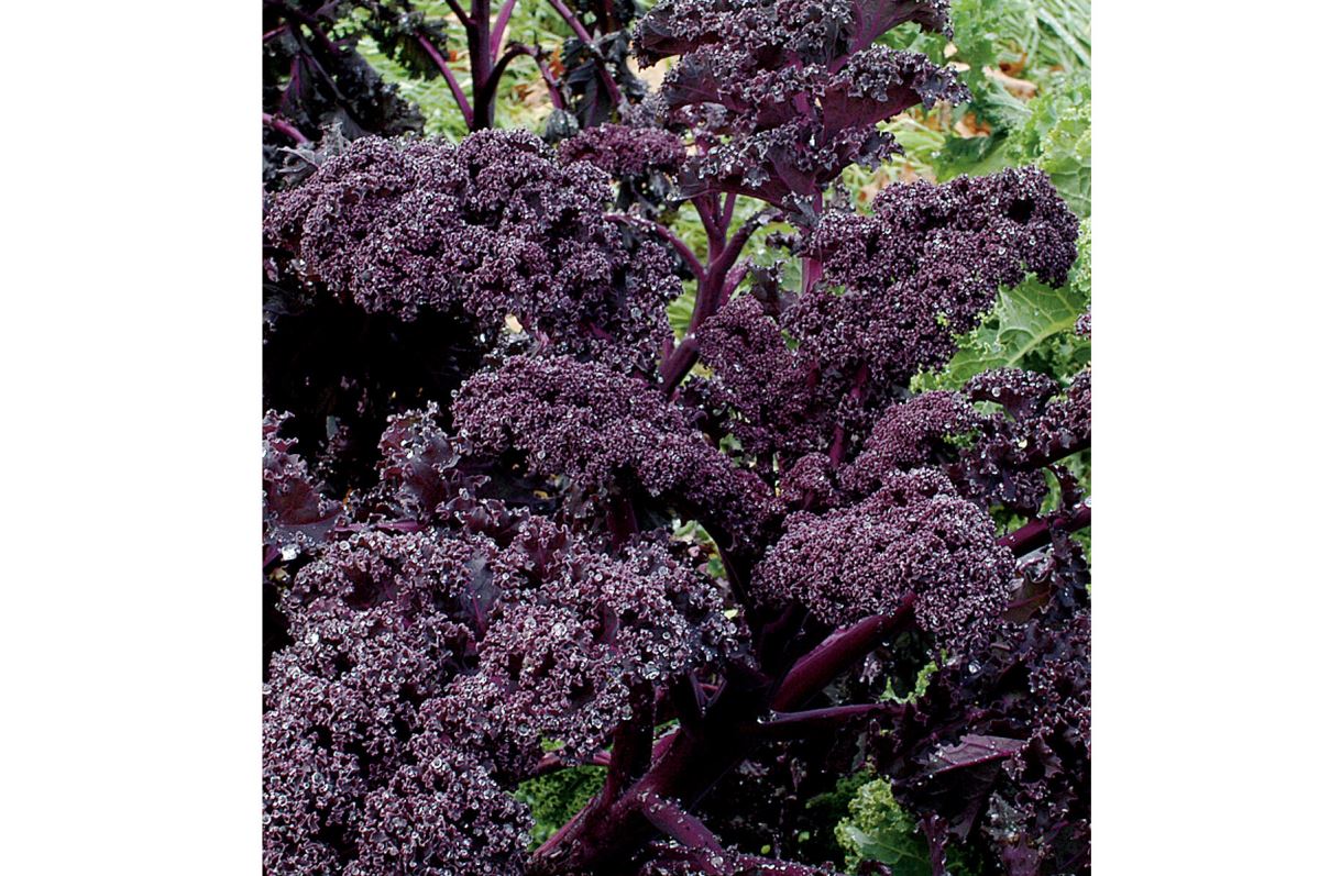 Redbor – Kale Seed