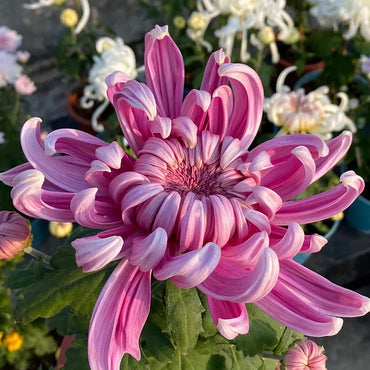 Giant Chrysanthemum Seeds