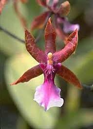 Orchid Flower Seeds for Planting ,Heirloom Seeds -100