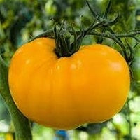 Tomato Oblate Yellow Vegetable Seeds